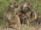 Africa 267 : Africa, Animal, Baboon, Botswana, Mammal, Mombo, Okavango